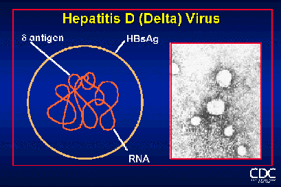 Iframe вирус для взлома сайта чем-то похож на вирус гепатита дельта.