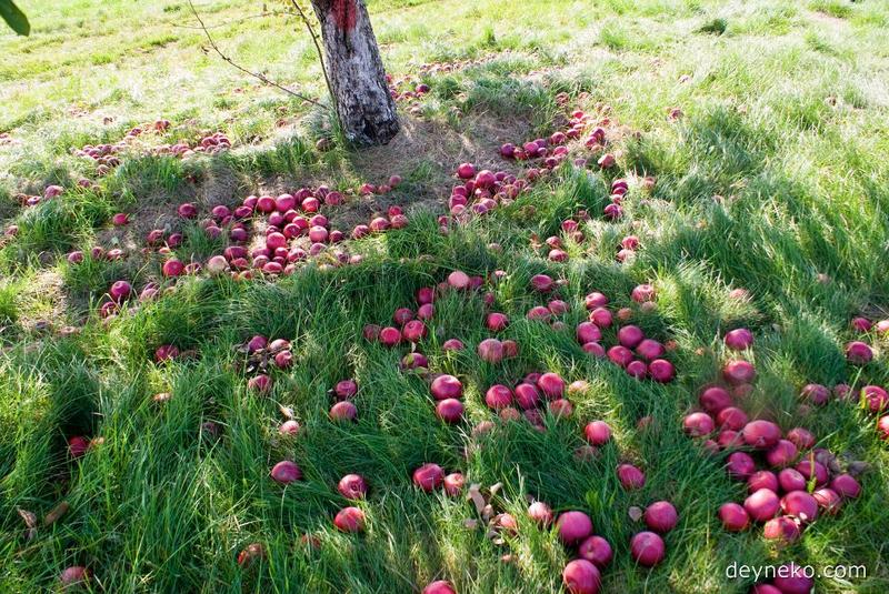 Яблоки в канадской яблочной ферме