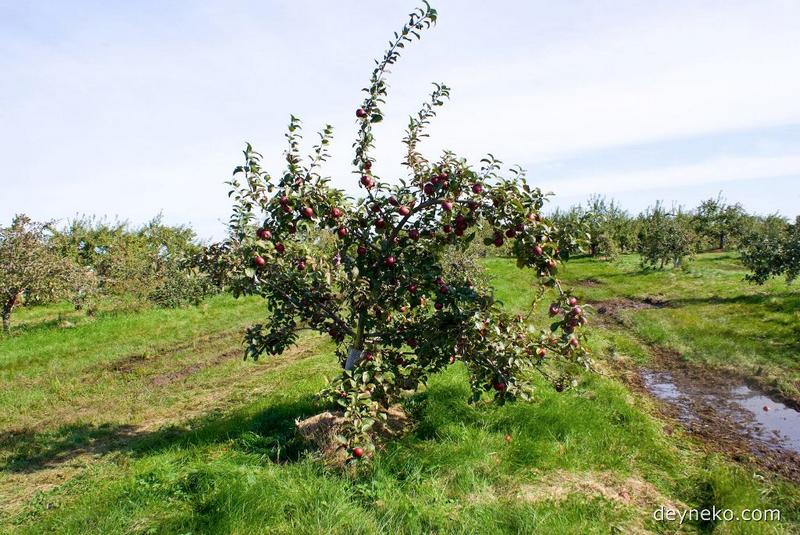 канадская яблоня живет сто лет