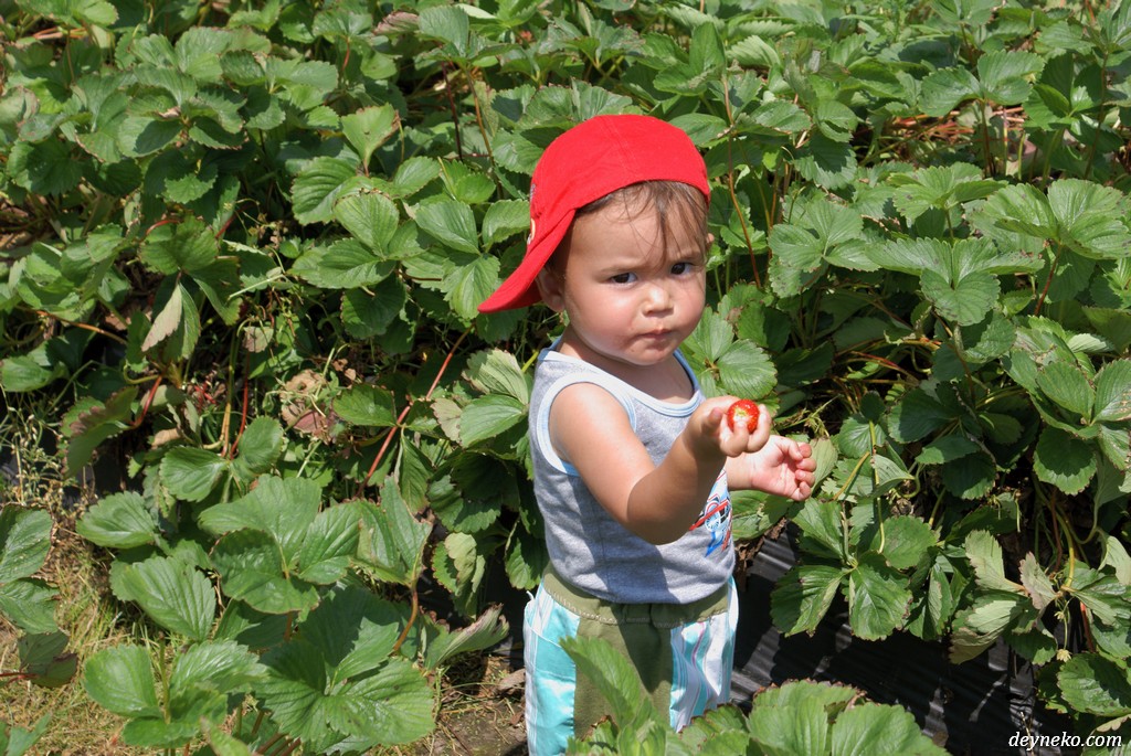 Ален собирает клубнику в Квебеке