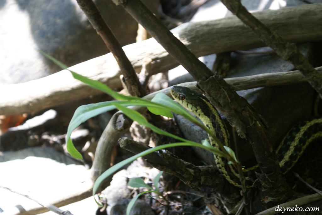 serpent parc national yamaska