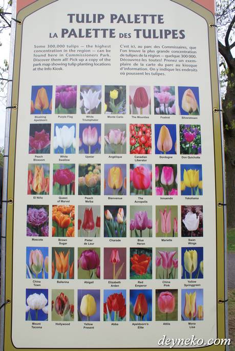 Сорта некоторых тюльпанов представленных на Канадском Фестивале тюльпанов